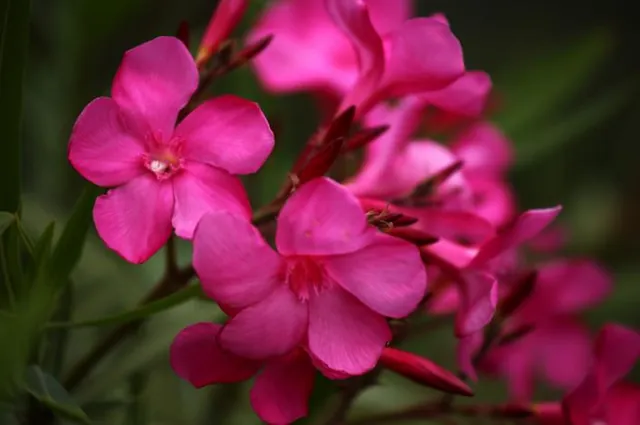 The tropical flowers around the island were stunning!