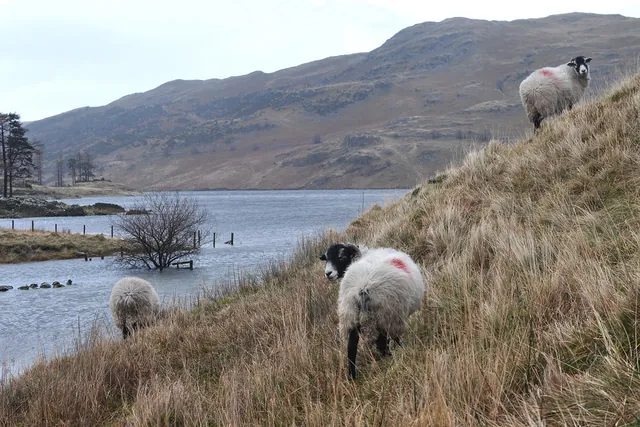 Haweswater — photograph 36