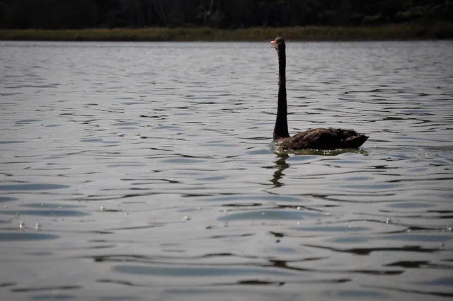St Georges Basin — photograph 12