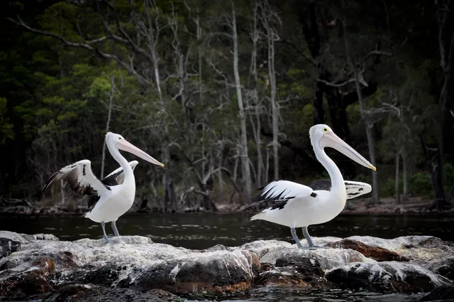 Many pelicans to be seen out and about on the water
