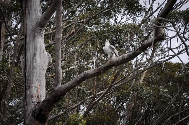 We saw lots of successful fish catches by these white-bellied sea eagles