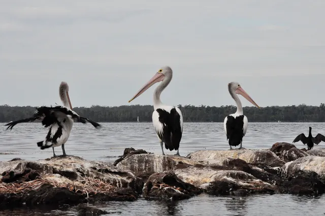 Lots of pelicans on a rock formation approaching Sussex Inlet