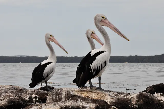 St Georges Basin — photograph 27