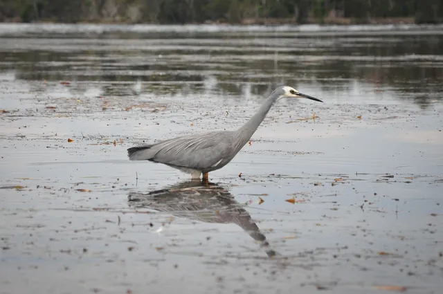 A heron with its laser focus on a possible dinner