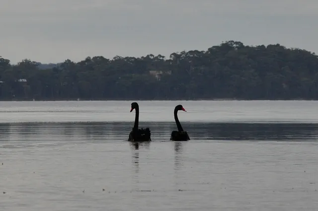 The black swans proved most elusive to get close to