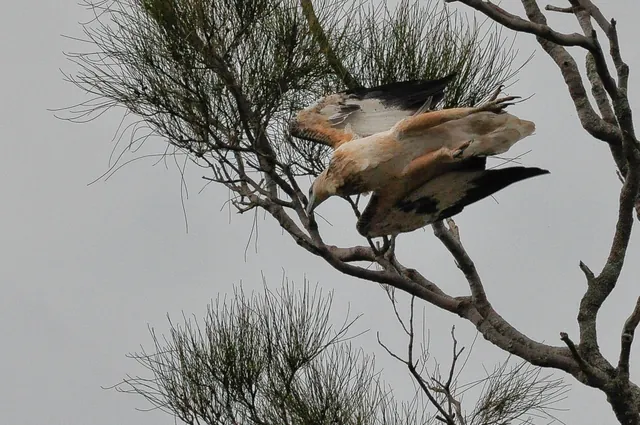 A sea eagle darting off for a tasty supper