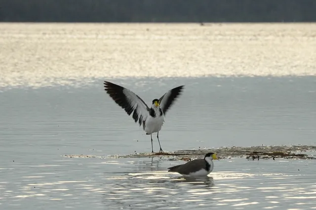 Two masked lapwings patrol nearby, presumably guarding their eggs (Thanks Ross for the tip on this one)