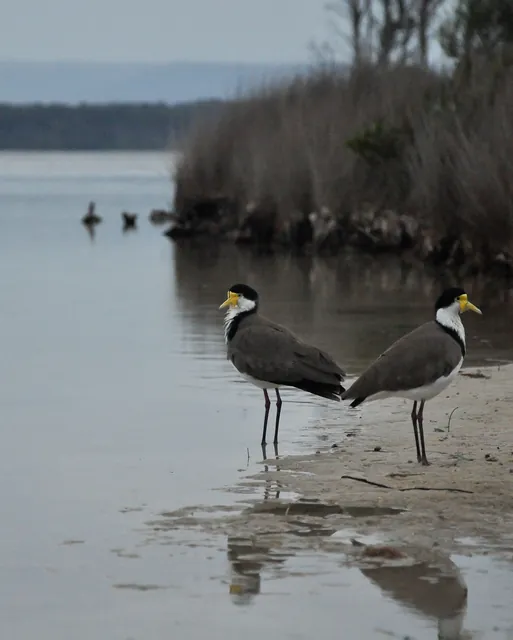 St Georges Basin — photograph 46