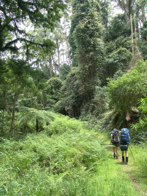 At about 900m elevation, the scenery changed to rainforest