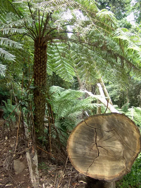Barrington Tops — photograph 23