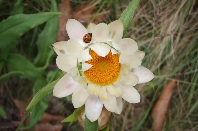 Quality macro daisy shot