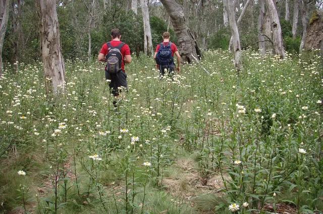 Lots of twee flowers in the woods