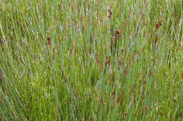 Nice grass and water beads shot in the swamplands by Barry