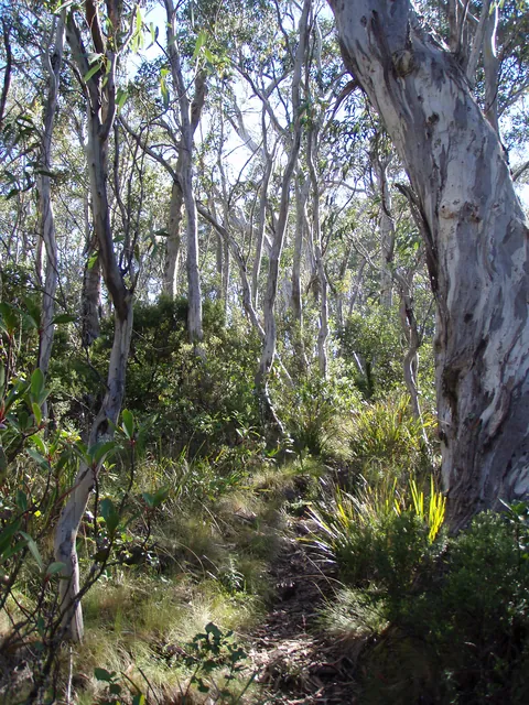 The path up to Carey's Peak