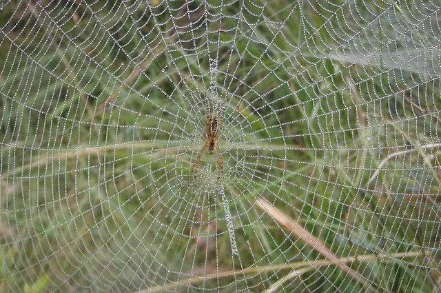 A big cobweb drenched in dew