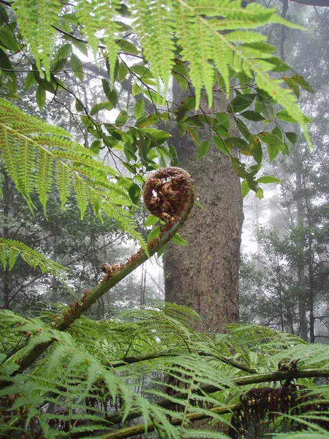 The ferns look even more at home in these misty conditions