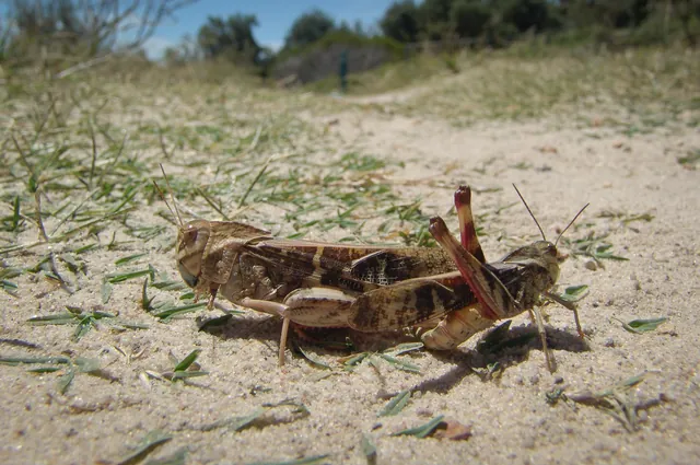 A large grasshopper unfazed by me sticking a zoom lens in its face