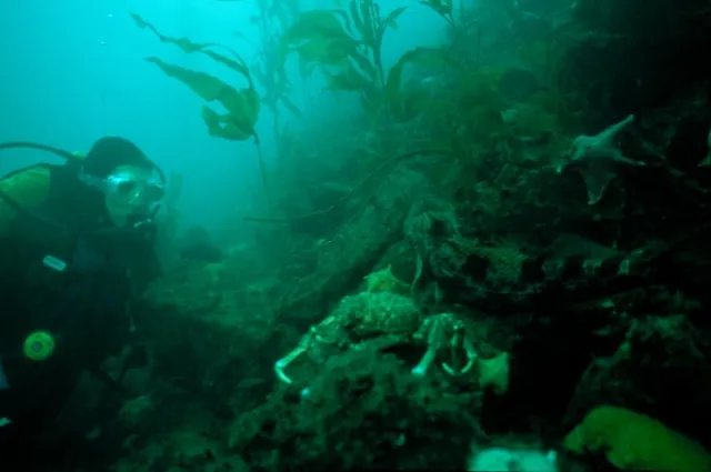 Giant kelp, fish, crabs, cucumbers, starfish coral, so much life, good luck with finding a place to practice fin pivots!