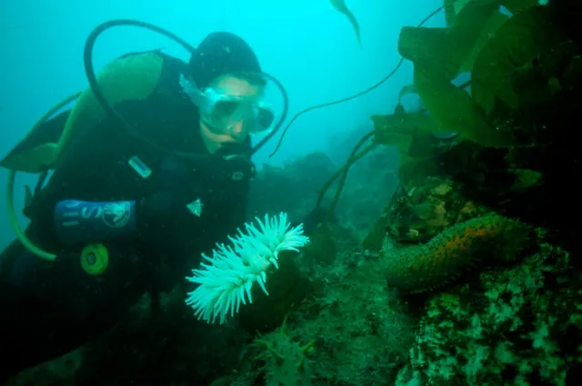 Cucumber-wrapped fish... underwater sushi!