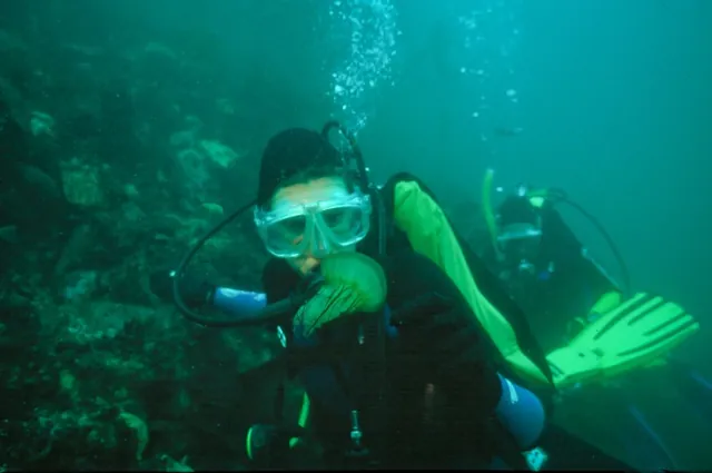 The bay is home to an astounding diversity of jellies