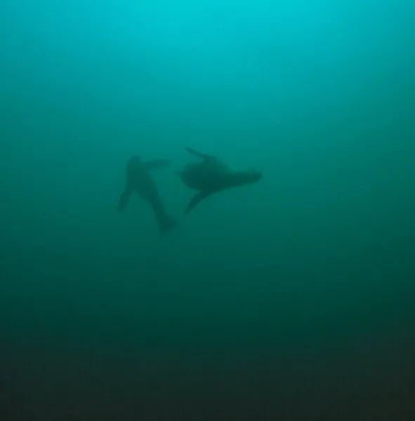 Sea lions play overhead as we dive