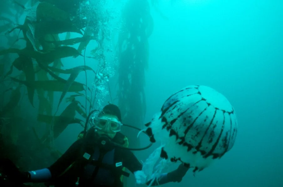 Diving Monterey Bay