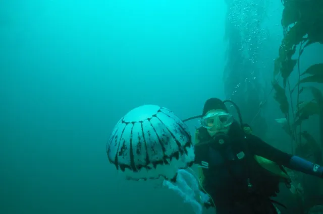 The diameter of the purple stripe's bell can reach 2.3 feet!