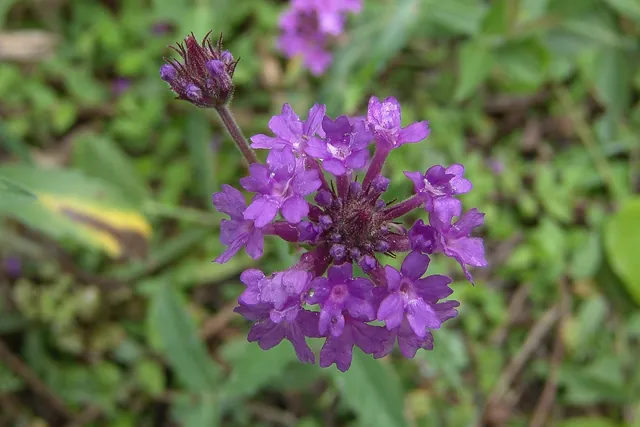 Some great macro photography opportunities along the way
