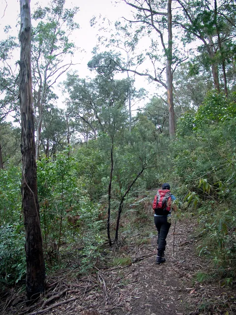 The trail meanders through the forest and has a lot of ups and downs