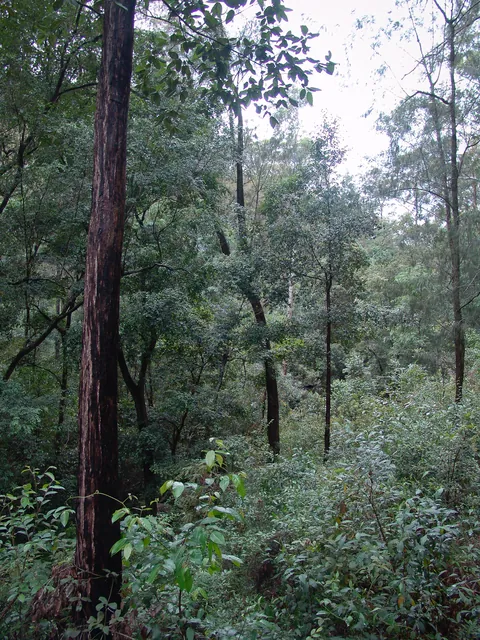 Thick brush everywhere