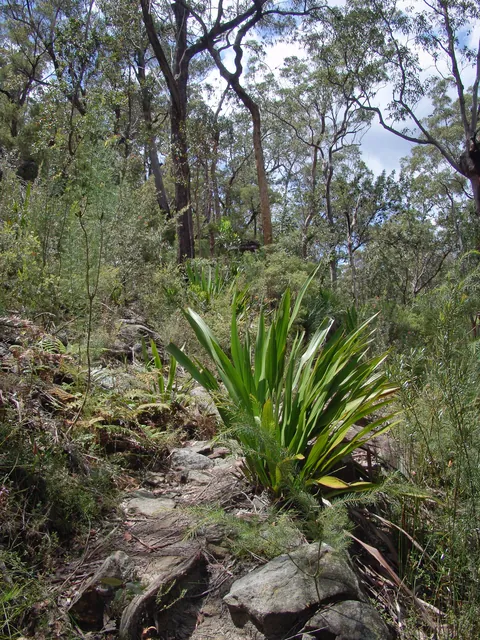 Nice scenery, but very typical of most other NSW National Parks