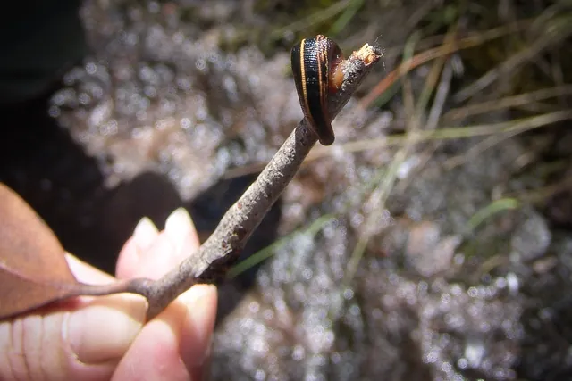 A big juicy leech being taken off a boot. Wiley little suckers!