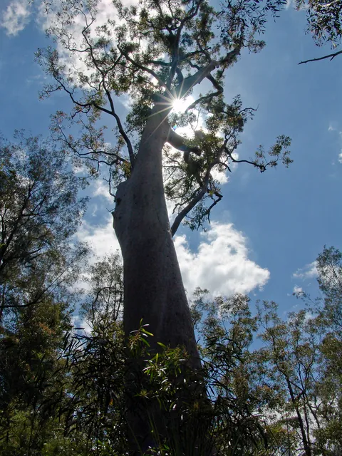 Dharug National Park — photograph 28