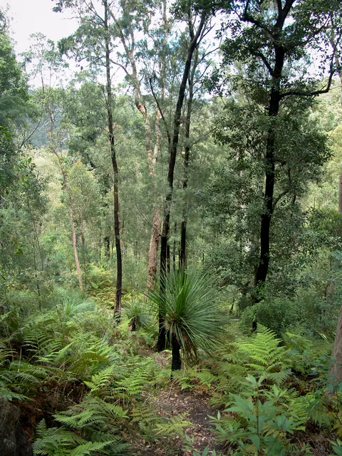 Dharug National Park — photograph 30