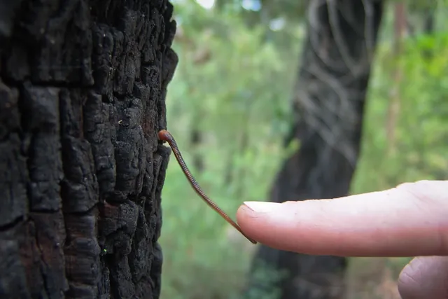 Leeches everywhere