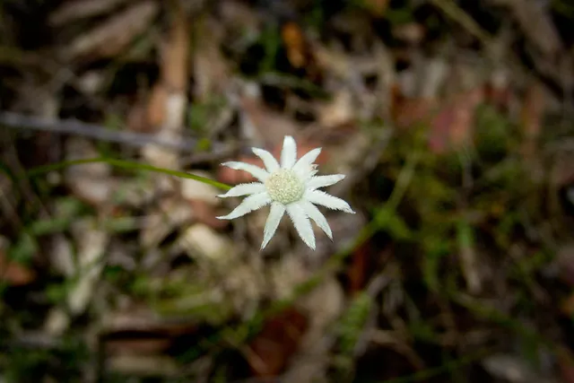 Nice furry daisy looking flower perched on a thin stalk