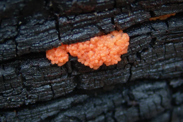 Weird orange fungus growing out of this burnt tree trunk