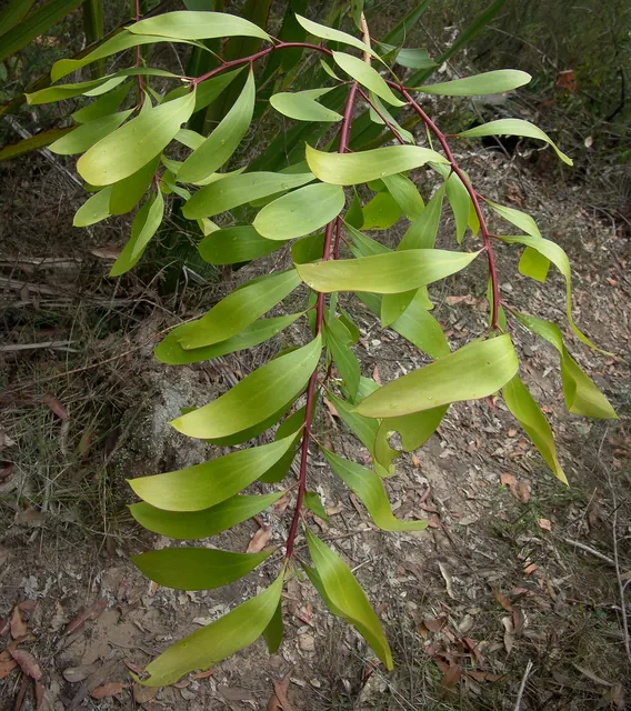 Unusual bush with oily green leaves and maroon coloured stem