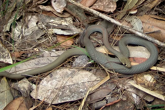 A small green snake hanging around on the trail - fairly docile