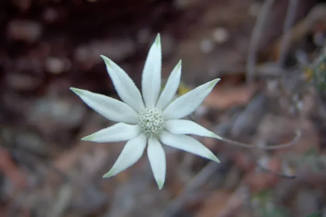 More daisy-like flowers on thin stalks - pretty and somewhat unexpected