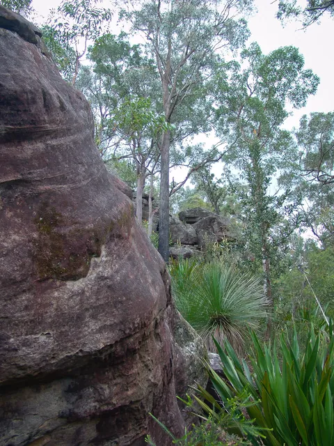 Dharug National Park — photograph 42