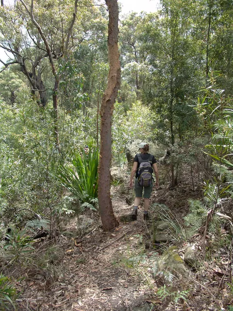 Dharug National Park — photograph 43