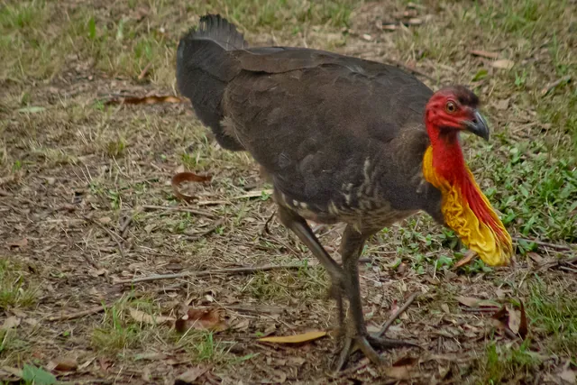 A bush turkeys wandering around looking for fallen Doritos and Nobby's Nuts