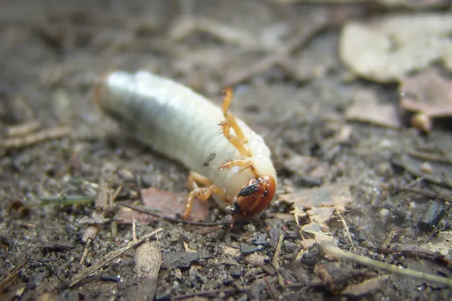 A wandering witchetty grub - common bush tucker - Thanks for the ID Ginny - I'll stick with the pasta thanks!