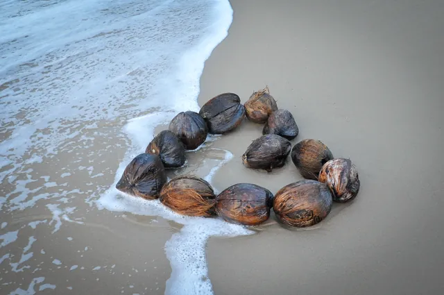 Coconut love on the beach