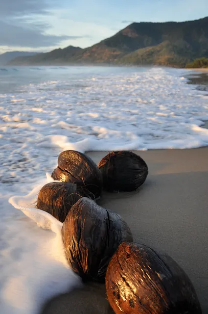 Coconuts and surf