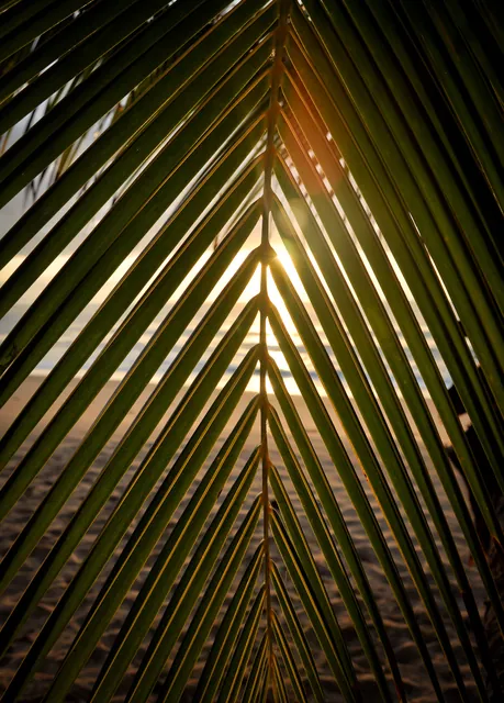 Fronds