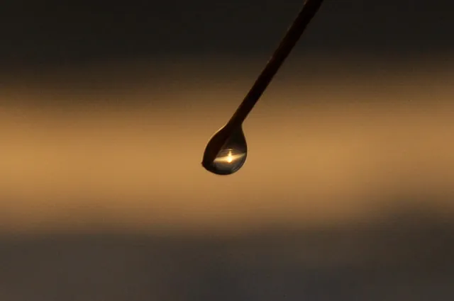Sunrise through a palm frond dewdrop