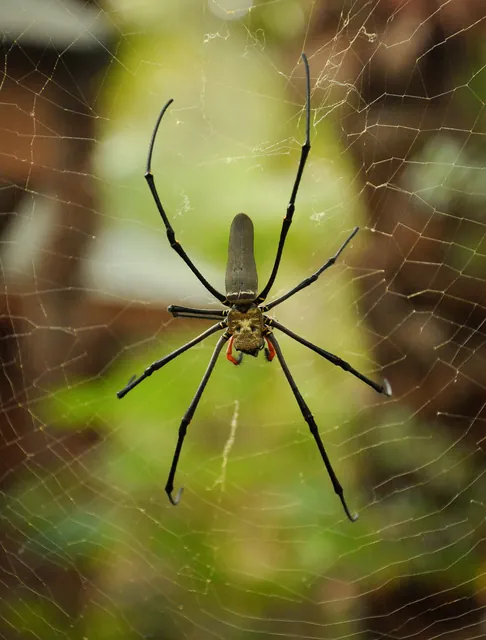 A large Golden Orb Weaver spider
