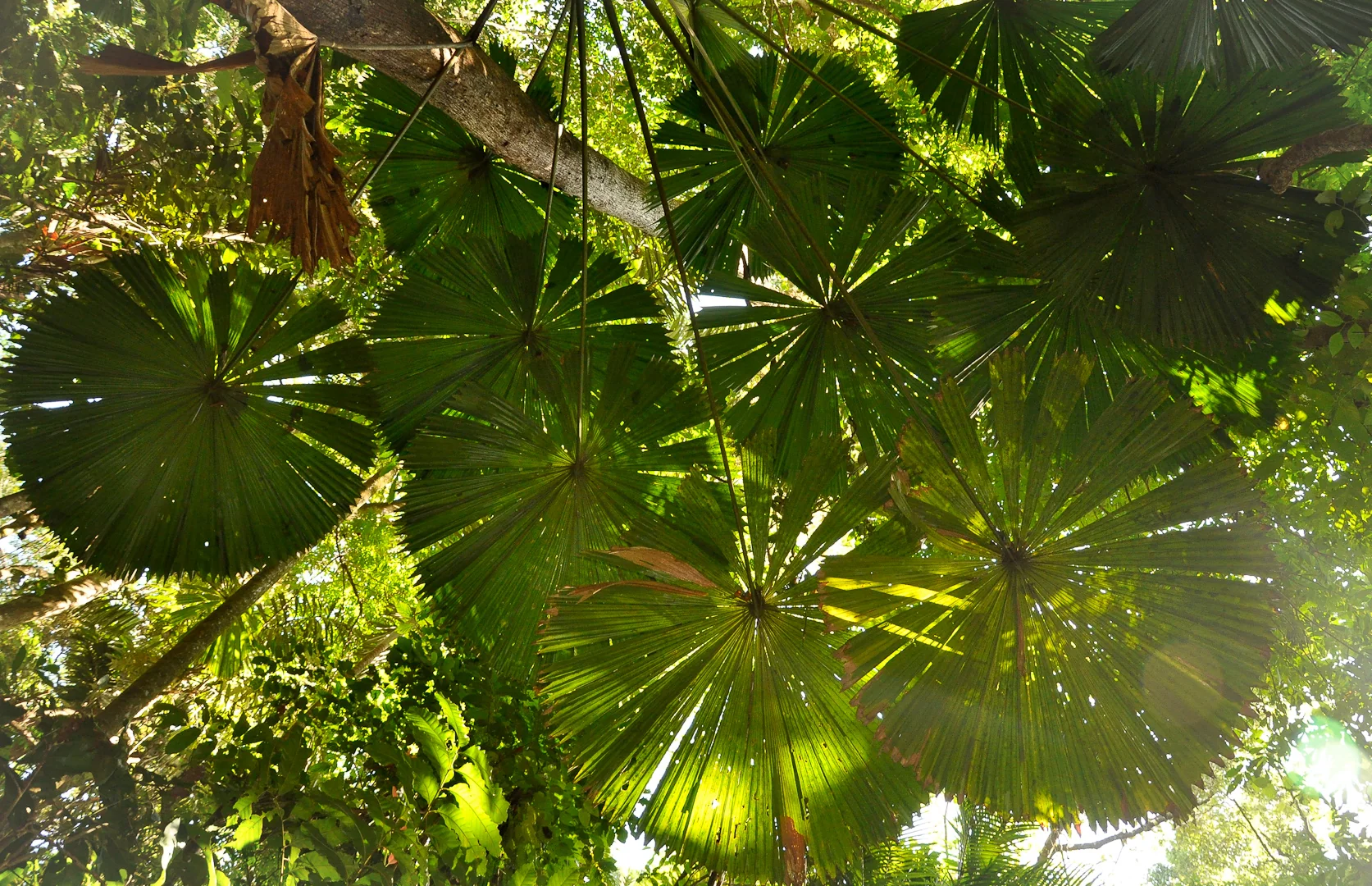 Cape Tribulation